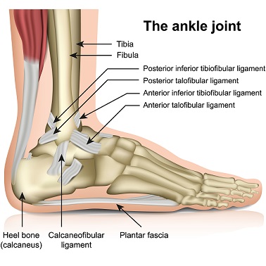 rp ankle